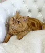 エキゾチックショートヘア【北海道・男の子・2024年8月9日・レッドタビー】の写真2