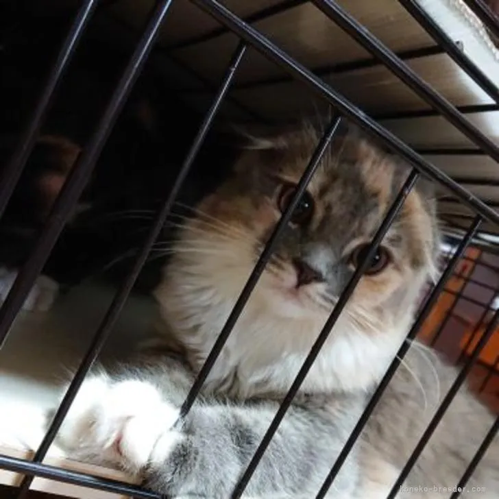 ID：2206-02098の子猫