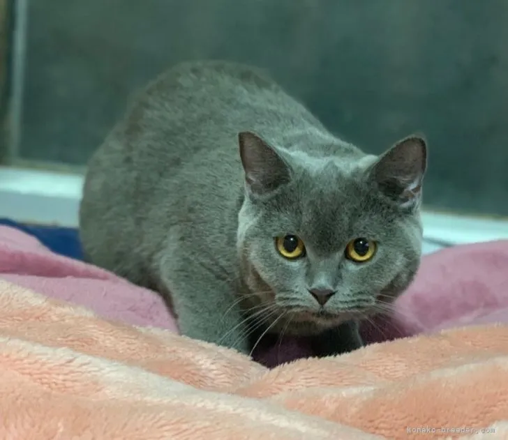 ID：2109-00303の子猫