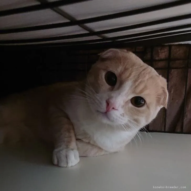 ID:2206-02086の子猫