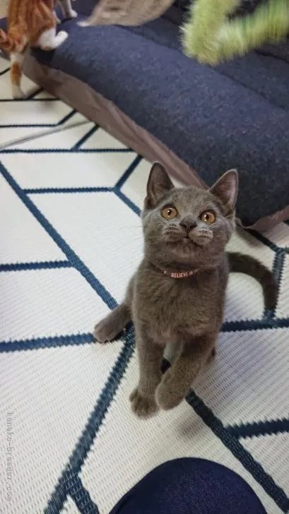 ID:2109-00299の子猫