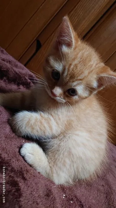 ID:2109-01045の子猫