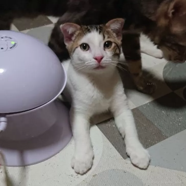 ID：2404-00608の子猫