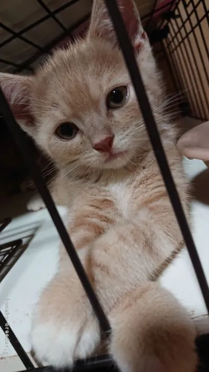ID：2109-00317の子猫