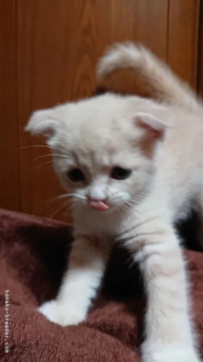 ID：2109-01044の子猫