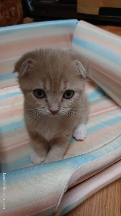 lemon 様のお迎えした子猫