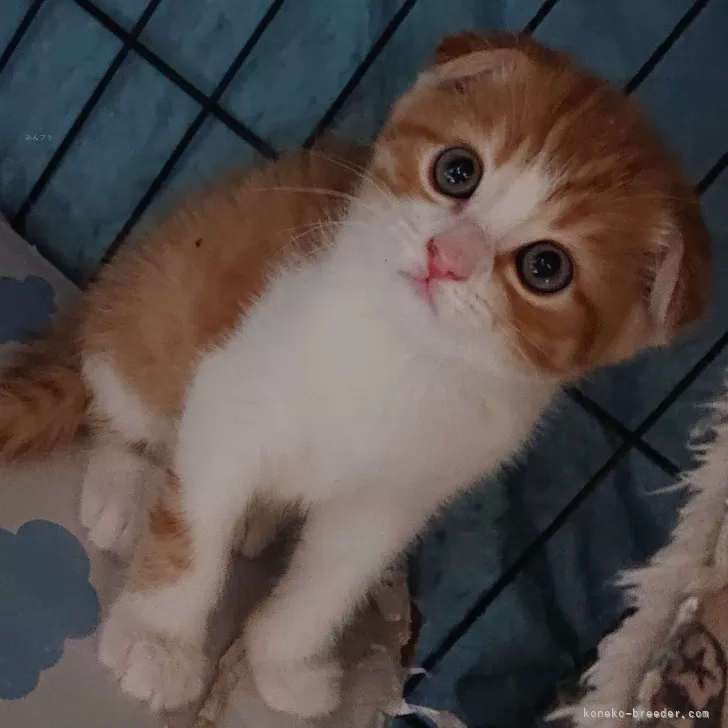 デコピン 様のお迎えした子猫