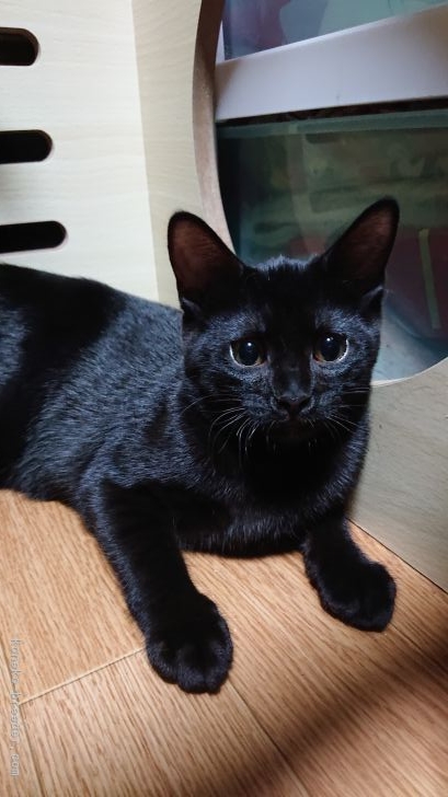 オカダ 様のお迎えした子猫