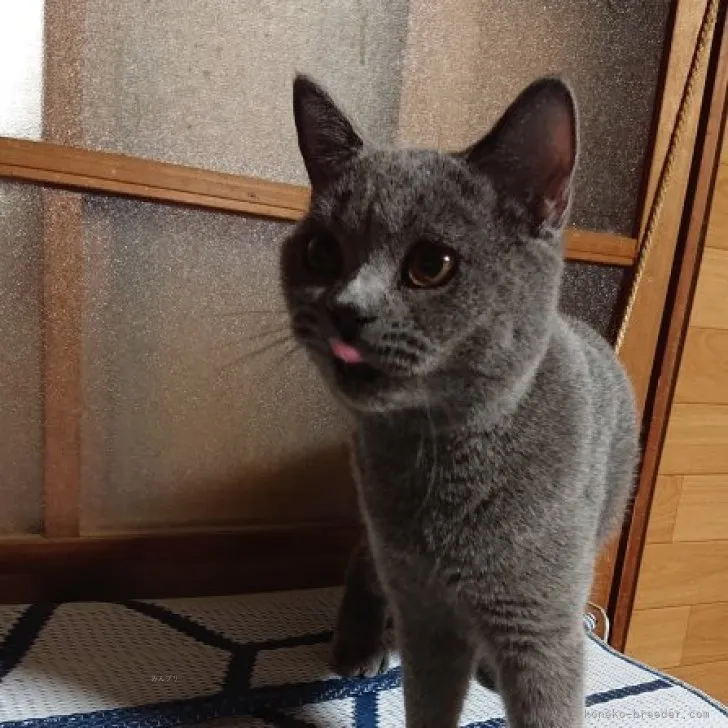 ID:2303-00351の子猫