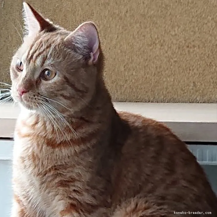 ID：2212-00920の子猫