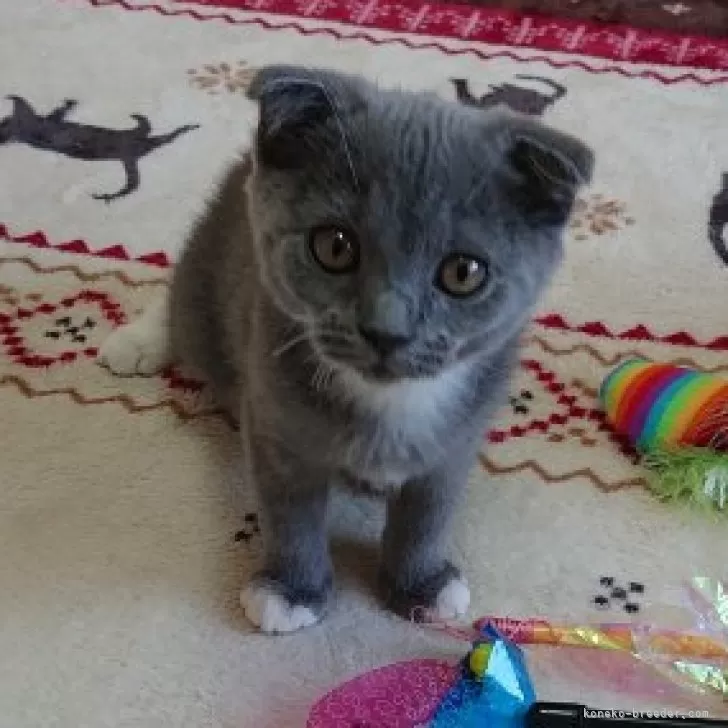 ID:2403-00935の子猫