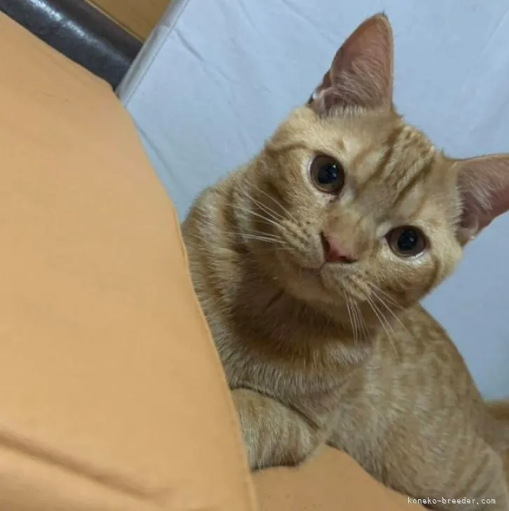 ID：2212-00916の子猫