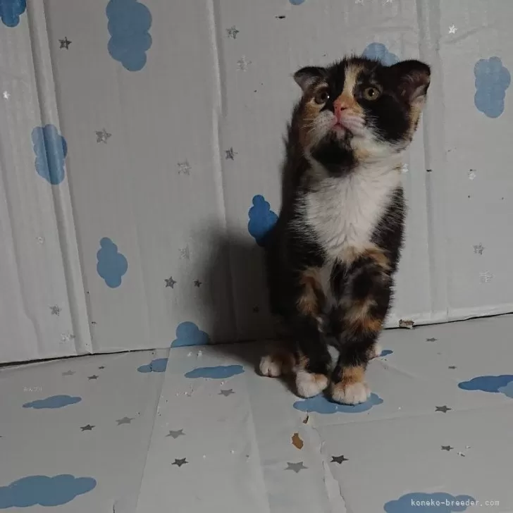 ID:2404-00609の子猫