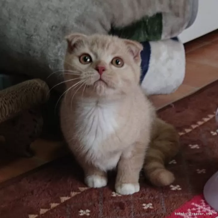 ID:2409-01645の子猫