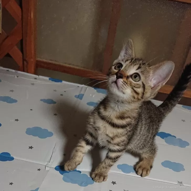 ID:2404-00664の子猫