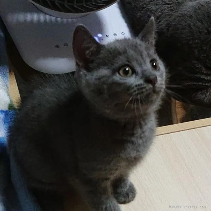 ID：2207-02486の子猫