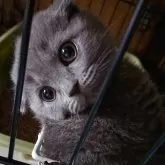 スコティッシュフォールド(折れ耳)【兵庫県・女の子・2024年1月15日・ブルー】の写真1