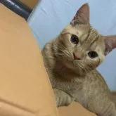 ブリティッシュ✖️スコティッシュ【兵庫県・男の子・2022年10月8日・レッドタビー】の写真1