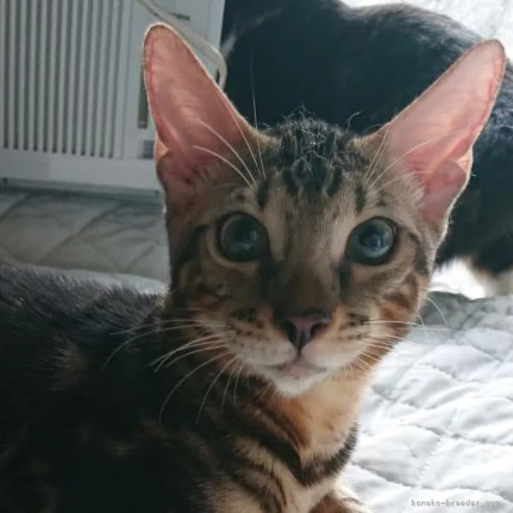 ID：2209-01736の子猫