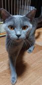 ブリティッシュショートヘア【・女の子・2020年6月12日・ブルー】