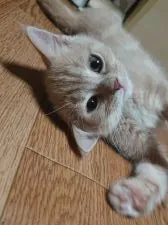 スコティッシュフォールド(立ち耳)【兵庫県・女の子・2020年10月21日・クリームタビー&ホワイト】の写真2