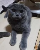 スコティッシュフォールド(折れ耳)【兵庫県・女の子・2024年1月15日・ブルー】の写真2