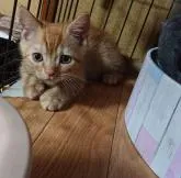 ブリティッシュ✖️スコティッシュ【兵庫県・男の子・2022年10月8日・レッドタビー】の写真2