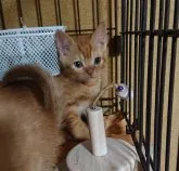 ブリティッシュ✖️スコティッシュ【兵庫県・男の子・2022年10月8日・レッドタビー】の写真3