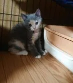 ブリティッシュ✖️スコティッシュ♪【兵庫県・女の子・2022年10月8日・ダイリュートキャリコ】の写真3