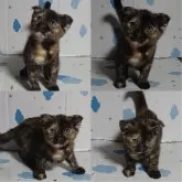 スコティッシュフォールド×ベンガル【兵庫県・女の子・2024年2月7日・トーティー】の写真4