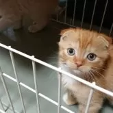 スコティッシュフォールド(折れ耳)【兵庫県・女の子・2025年5月25日・レッドタビー&ホワイト】の写真7