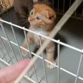 スコティッシュフォールド(折れ耳)【兵庫県・女の子・2025年5月25日・レッドタビー&ホワイト】の写真12