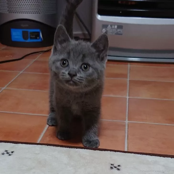 ID:2504-00669の子猫
