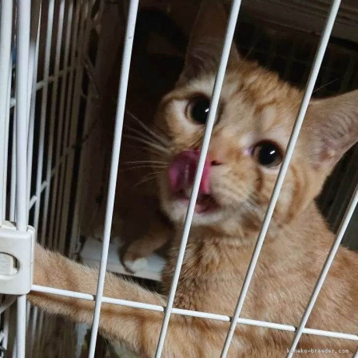 スコティッシュフォールド(立ち耳)【兵庫県・女の子・2025年5月25日・レッドタビー&amp;ホワイト】の写真1