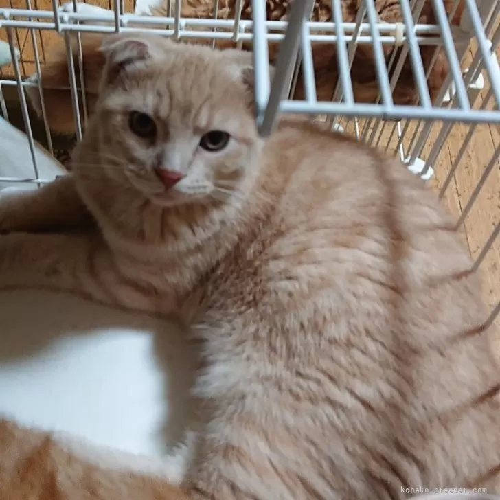 スコティッシュフォールド(折れ耳)【兵庫県・男の子・2025年5月25日・クリームタビー】の写真1「おっとり触ってもらうの大好き❤️男子✨」