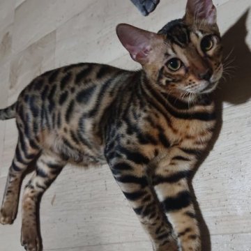 ベンガル【兵庫県・男の子・2025年6月21日・ブラウンスポテッドタビー（シルキータッチ グリッター有り）】の写真「クリスマス先行セールお早めに🎵スリスリ甘えた君」