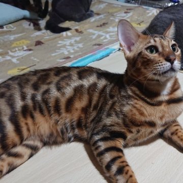 ベンガル【兵庫県・男の子・2025年6月21日・ブラウンスポテッドタビー（シルキータッチ グリッター有り）】の写真「26日迄価格✨クリスマスセール去勢後のお迎え可能」