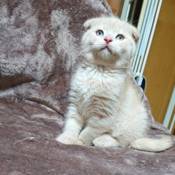 スコティッシュフォールド(折れ耳)【兵庫県・男の子・2025年5月25日・クリームタビー】の写真「コロコロ✨ムチムチ✨まん丸お顔が可愛い男子😺」