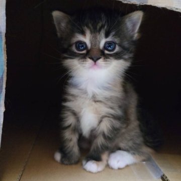 スコティッシュフォールド(立ち耳)【兵庫県・女の子・2025年10月30日・キャリコ】の写真「カラーは個性派ですが…お顔はとっても美人ちゃん😆」