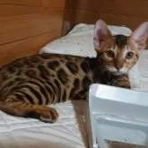 ベンガル
