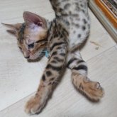 ベンガル