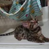 ベンガル