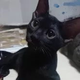 ベンガル