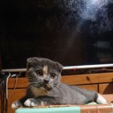 スコティッシュフォールド(折れ耳)