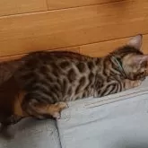 ベンガル【兵庫県・男の子・2025年6月21日・ブラウンスポテッドタビー】の写真2