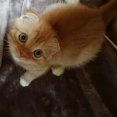 スコティッシュフォールド(折れ耳)【兵庫県・女の子・2025年5月25日・レッドタビー&ホワイト】の写真2