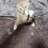 スコティッシュフォールド(折れ耳)【兵庫県・女の子・2025年5月25日・レッドタビー&ホワイト】の写真8