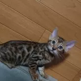 ベンガル【兵庫県・男の子・2025年6月21日・ブラウンスポテッドタビー】の写真3