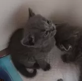 スコティッシュフォールド(立ち耳)【兵庫県・男の子・2026年2月21日・ブルー】の写真4