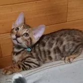 ベンガル【兵庫県・男の子・2025年6月21日・ブラウンスポテッドタビー】の写真4